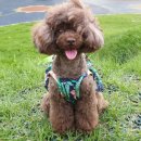 덕분에 행복하개 이미지