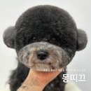몽띠끄 이미지
