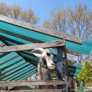 팜카밀레 이미지