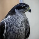 매사냥체험홍보관 이미지