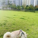 해성동물병원 | 내 이름은 밀키 맹수이죠 _ ( 역북동동물병원 / 해성동물병원 / 후기 )