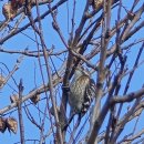 딱따구리 이미지