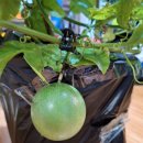 만지송 | 백향과(패션후르츠) 구입 - 생명나무농장