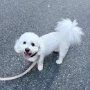 매일행복하개 이미지