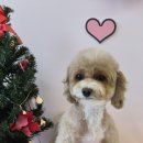 라이크어독 이미지