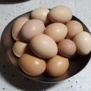 닭우리 이미지