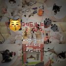 나와고양이 | 의정부 고양이 미용실 추천, 내돈내산 &#34;멜팅냥&#34; 후기 🐱✂️