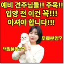 고양이집사 | 평택고양이분양 오늘부터 나도 집사