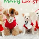 퍼피엔젤스 이미지