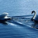 백조미디어 이미지