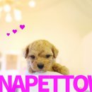 토이켄넬 이미지