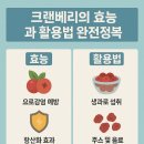 크랜베리의 효능과 활용법 완전정복