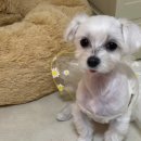 나무까까 이미지