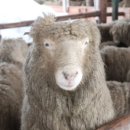 효원목장 이미지