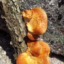죽은 나무에서 자라는 버섯입니다. 이름을 알 수 있을까요? 이미지