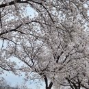 한솔(191) | 구미 동락공원 벚꽃 만개 러닝코스 3월 31일 비 오는 날 11km 달리기 후기