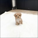 하남강아지 이미지