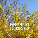 응봉산 팔각정 | 2026 응봉산 개나리축제 날짜 팔각정 실시간 개나리 후기