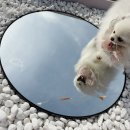 개들랜드 이미지