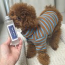 강아지와 고양이 | 고양이 디퓨저도 안심, 강아지와 함께 써본 바트밋 펫퓨저 실제 후기