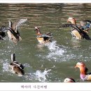 원앙 이미지