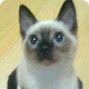 속초초등학교 이미지