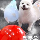 웬만해선 개들을 막을 수 없다 이미지