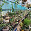 인수다육 이미지