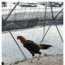 최강자농장 이미지