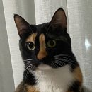 위더스 동물메디컬센터 부설 동물보호센터 | 입양 일기 오늘의 행복 내일의 행복 우리 강아지 포인핸드 입양