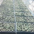 추부농장 이미지