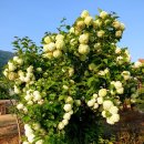 산솔면-4(태백-영월간 도로변) | 대한민국 국도 걸어서 돌다 - 63