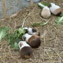 한축농장 이미지