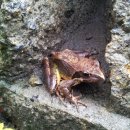 금두꺼비 이미지