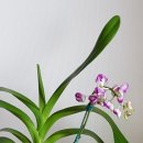 로렌시아 이미지