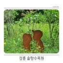 솔향수목원(암석원) | 강릉 가볼 만한 곳 솔향수목원 방문 후기