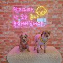 개이트 | 광주 원산동 개이트 / 미끄럼방지매트, 실외운동장이 있는 애견카페