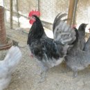 늘푸른청계농원 이미지