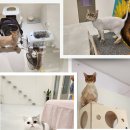 아이캣 고양이미용 호텔 이미지