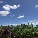 나라한농장 이미지