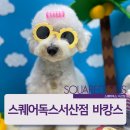 스퀘어독스 펫 이미지