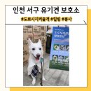 지켜줄개 | 인천서구유기견보호소 도로시지켜줄개 후기