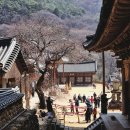 화엄사 | 전남 구례 가볼만한곳 1위 구례 화엄사 홍매화 실시간 지리산 봄꽃 여행 코스!