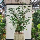 사랑손칼국수 이미지