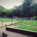 oh my dog(오마이독) 이미지