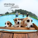 스타독스 이미지