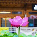 맑고향기로운연꽃동산어린이집 | 도심 속 사찰 &#39;봉은사&#39;의 연꽃