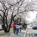 안동 낙동강변 벚꽃도로... `한 폭의 그림` 이미지