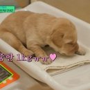 (유 퀴즈 온 더 블럭)토크 중 댕 꿀잠💤 리트리버가 인절미 꼬물이부터 안내견이 되는 과정 | tvN 240214 방송 이미지