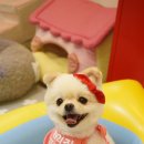 핫독애견 이미지